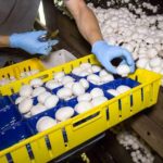 EasyClocking and Kaolin Mushroom Farms Time And Attendance Integration Success Story